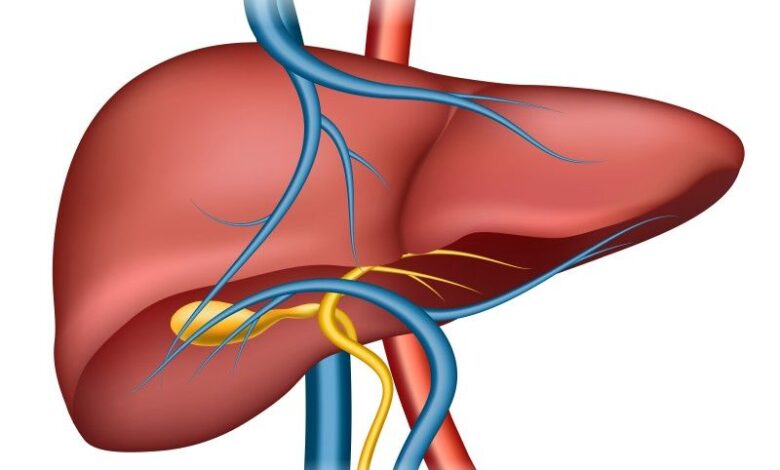 Everything That You Need To Know About The Liver Transplant Procedure In India